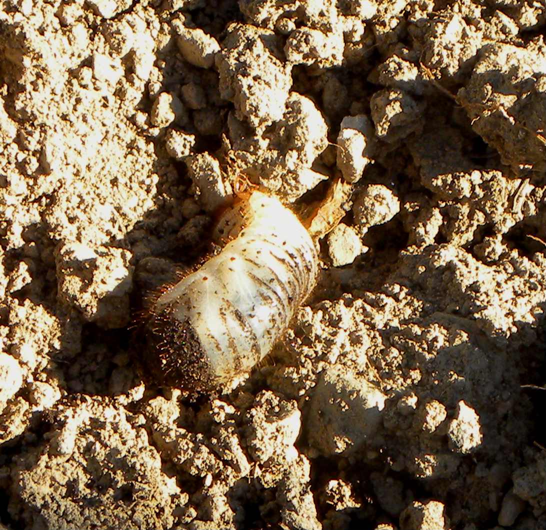 che larva ?